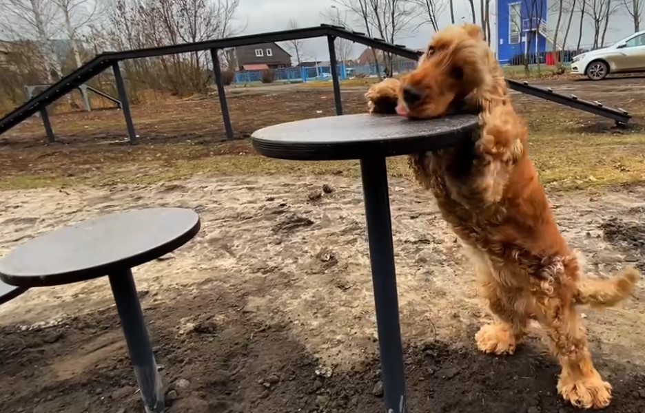 В Петровске открылась площадка для выгула и дрессировки собак В Петровске открылась площадка для выгула и дрессировки собак